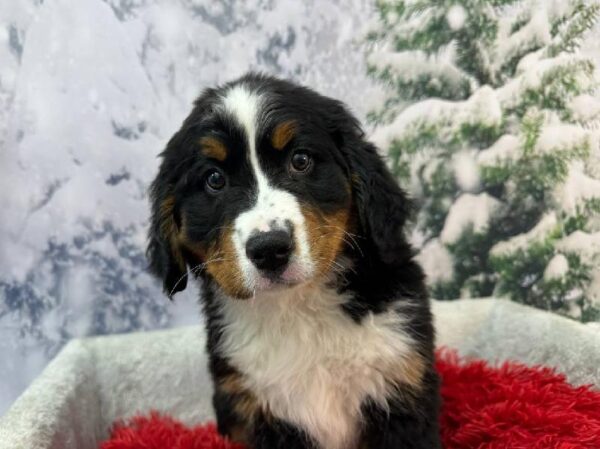 Bernese Mountain Dog-DOG-Female-Black White / Tan-11261-Petland Robinson, PA