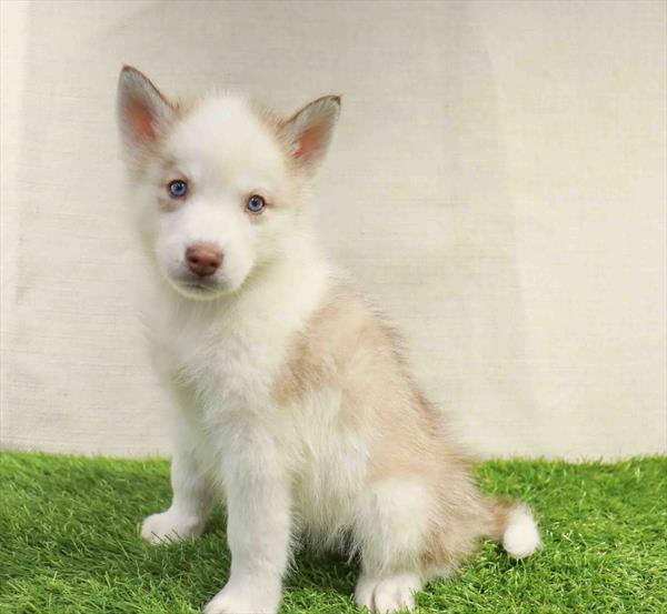 Siberian Husky-DOG-Male-Red / White-11281-Petland Robinson, PA