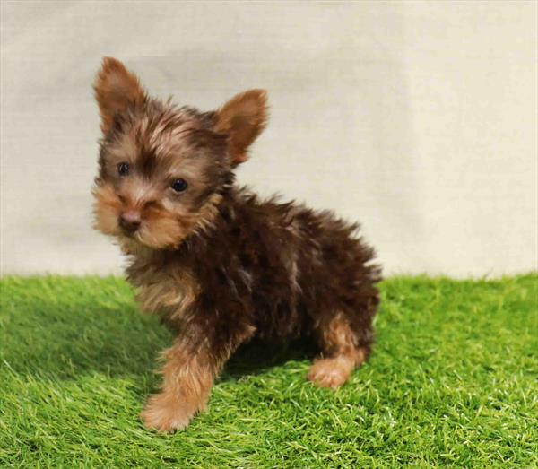 Silky Terrier-DOG-Male-Chocolate / Tan-11282-Petland Robinson, PA