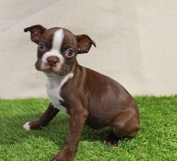 Boston Terrier-DOG-Male-Seal / White-11284-Petland Robinson, Pittsburgh, PA