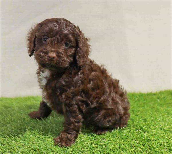 Cockapoo-DOG-Male-Chocolate-11285-Petland Robinson, Pittsburgh, PA