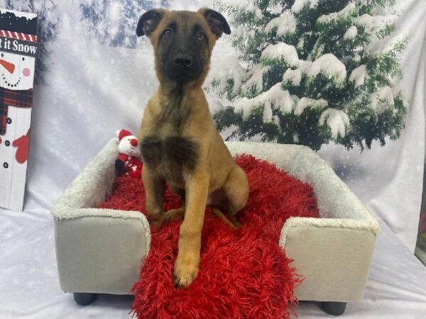 Belgian Malinois-DOG-Male-Fawn Sable-11280-Petland Robinson, Pittsburgh, PA