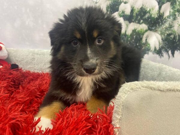 Australian Shepherd-DOG-Female-Black White and Tan-11266-Petland Robinson, PA