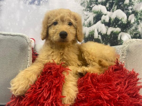 Goldendoodle 2nd Gen.-DOG-Male-Red-11269-Petland Robinson, PA