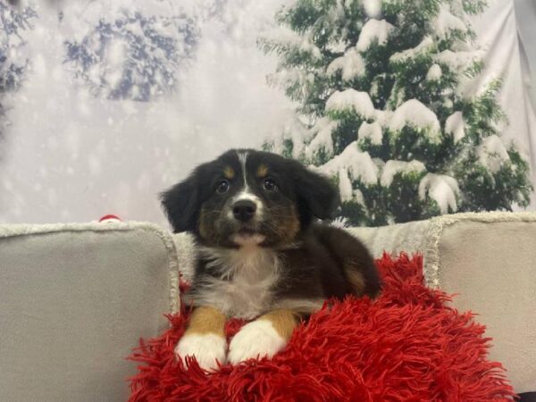 Australian Shepherd-DOG-Female-Black-11279-Petland Robinson, PA