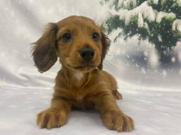 Dachshund-DOG-Male-Red-11268-Petland Robinson, Pittsburgh, PA