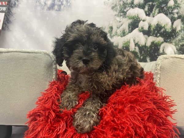 Cavapoo-DOG-Female-Blue Merle-11267-Petland Robinson, Pittsburgh, PA