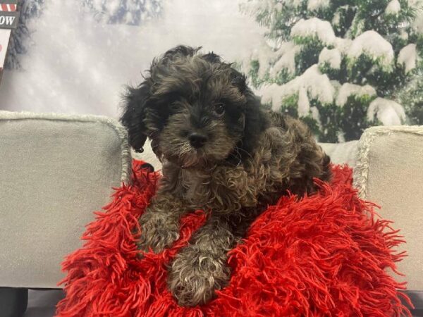 Cavapoo-DOG-Female-Blue Merle-11267-Petland Robinson, PA