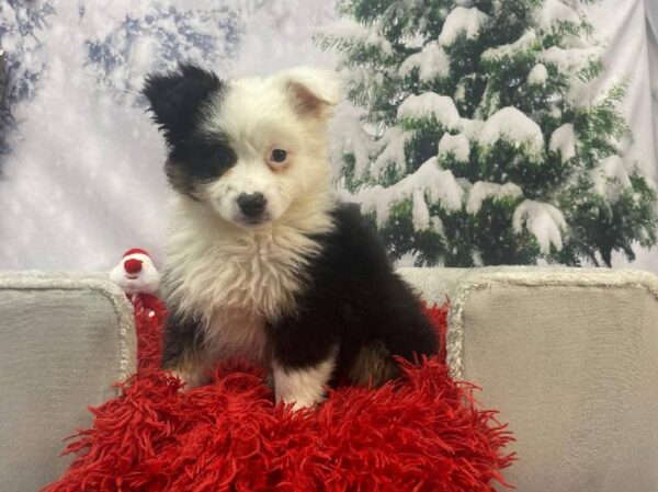 Miniature American Shepherd-DOG-Female-Black White and Tan-11270-Petland Robinson, PA