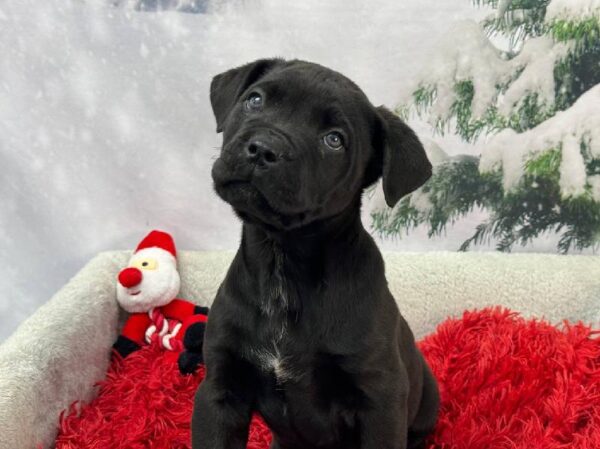 Cane Corso-DOG-Male-Black-11303-Petland Robinson, Pittsburgh, PA
