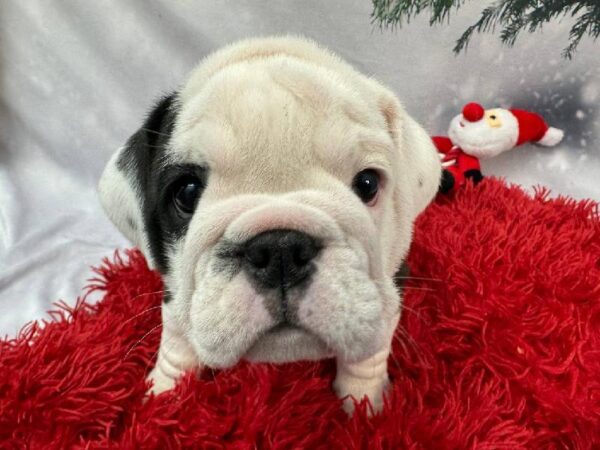 English Bulldog-DOG-Female-Black-11301-Petland Robinson, PA