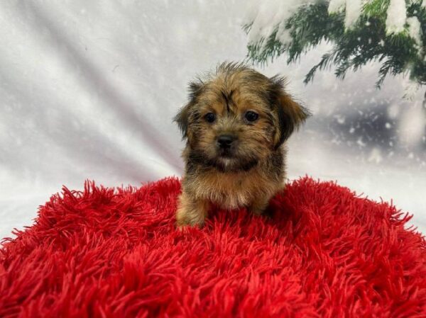 Shorkie-DOG-Male-Golden-11298-Petland Robinson, PA