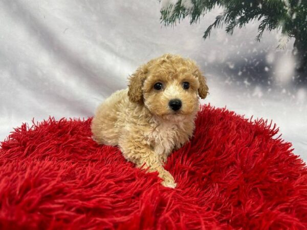 Maltipoo-DOG-Male-Apricot-11304-Petland Robinson, PA