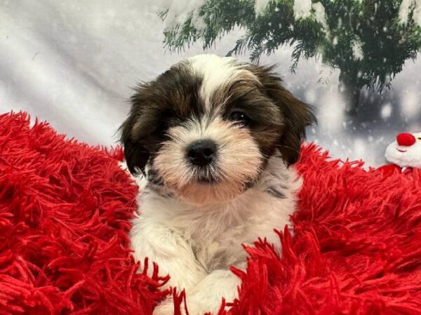 Shorkie-DOG-Female-Brown / White-11299-Petland Robinson, PA