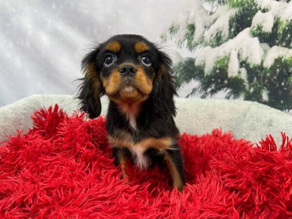 Cavalier King Charles Spaniel-DOG-Male-Black / Tan-11296-Petland Robinson, Pittsburgh, PA
