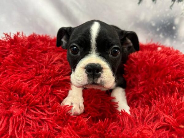 Boston Terrier-DOG-Female-Black / White-11302-Petland Robinson, Pittsburgh, PA