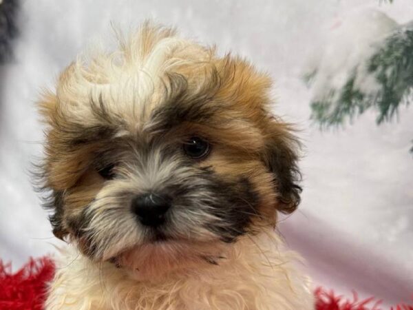 Shipoo-DOG-Male-Gold / White-11297-Petland Robinson, Pittsburgh, PA