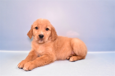 Golden Retriever-DOG-Female-Dark Golden-11306-Petland Robinson, PA