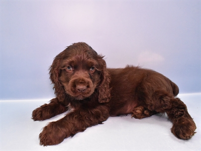 Cocker Spaniel-DOG-Male-Brown-11307-Petland Robinson, PA