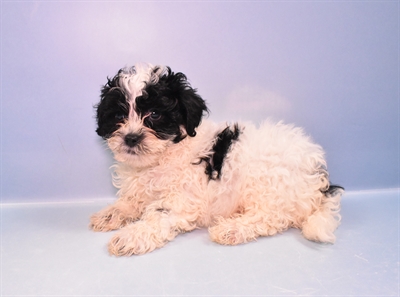 Malti-Poo-DOG-Male-Black and White-11308-Petland Robinson, Pittsburgh, PA