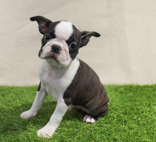 Boston Terrier-DOG-Female-Black / White-11322-Petland Robinson, Pittsburgh, PA