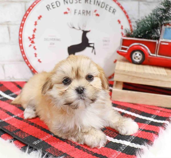 Lhasa Apso-DOG-Male-Golden-11323-Petland Robinson, PA