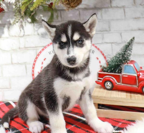 Siberian Husky-DOG-Male-Black / White-11325-Petland Robinson, PA