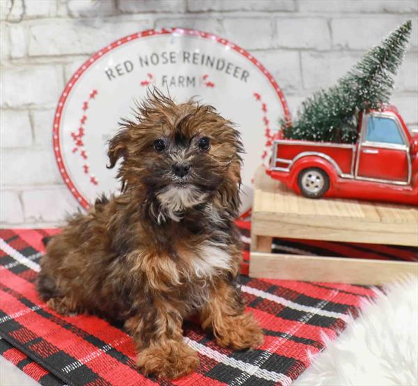 Shorkie-DOG-Female-Sable-11327-Petland Robinson, Pittsburgh, PA