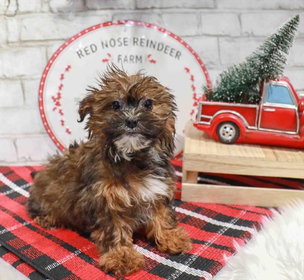 Shorkie-DOG-Female-Sable-11327-Petland Robinson, PA