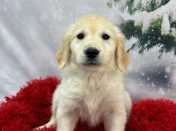 Golden Retriever-DOG-Female-Cream-11330-Petland Robinson, PA