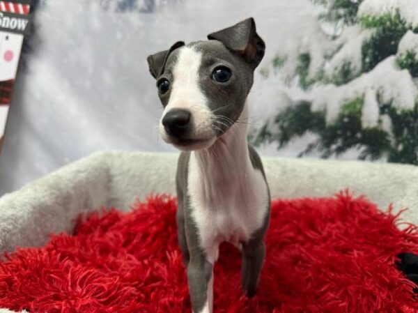 Italian Greyhound-DOG-Female-Blue / White-11331-Petland Robinson, PA