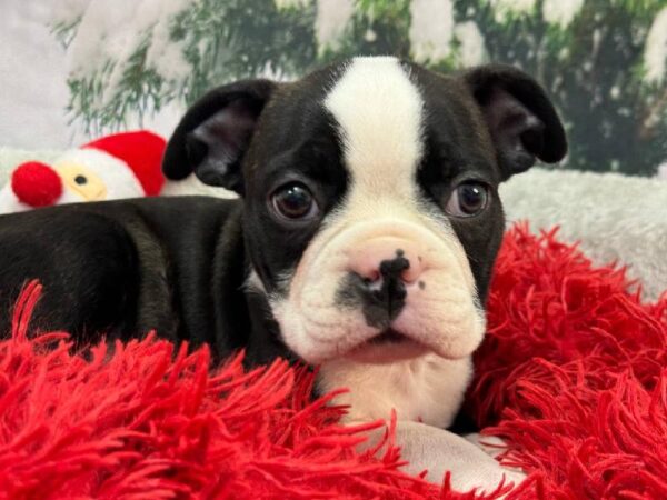 Boston Terrier-DOG-Male-Black / White-11328-Petland Robinson, PA