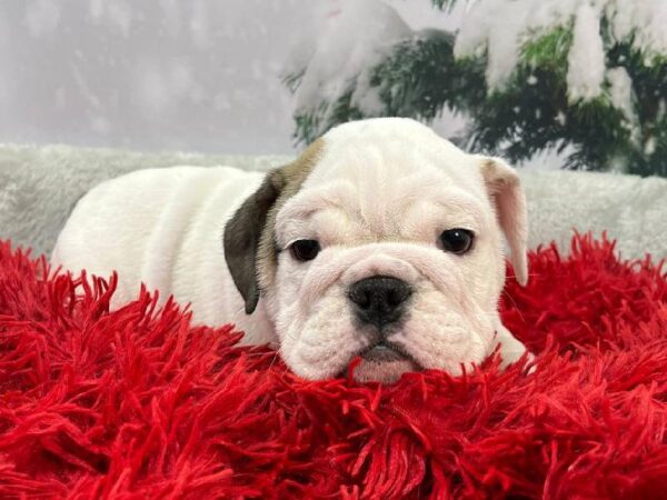 English Bulldog-DOG-Male-White-11332-Petland Robinson, PA