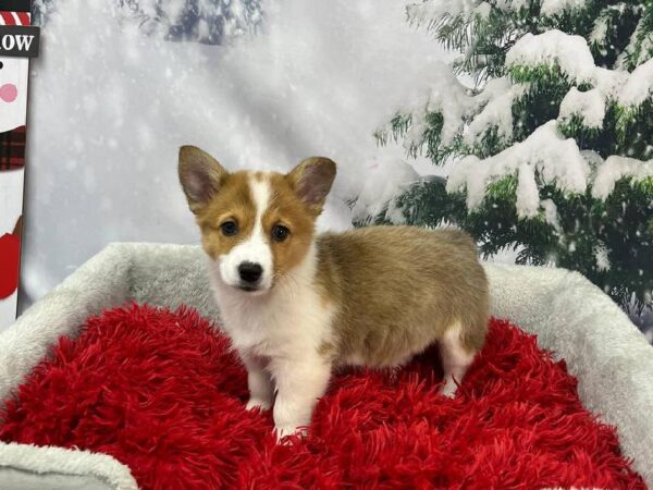 Pembroke Welsh Corgi-DOG-Female-Red / White-11333-Petland Robinson, Pittsburgh, PA