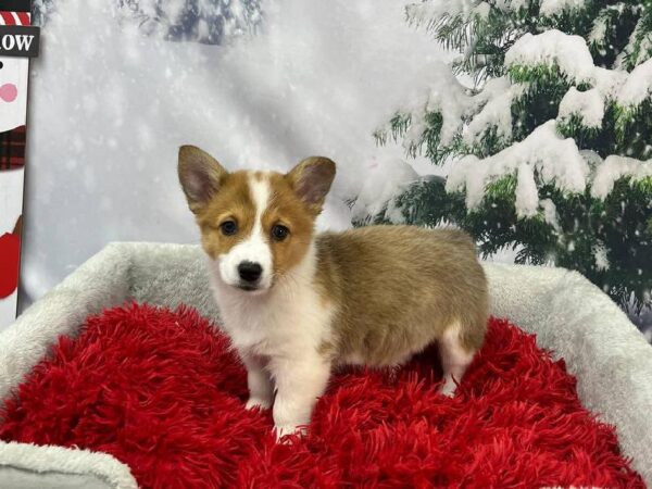 Pembroke Welsh Corgi-DOG-Female-Red / White-11333-Petland Robinson, PA