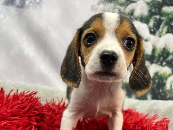 Beagle-DOG-Female-Black White / Tan-11334-Petland Robinson, PA