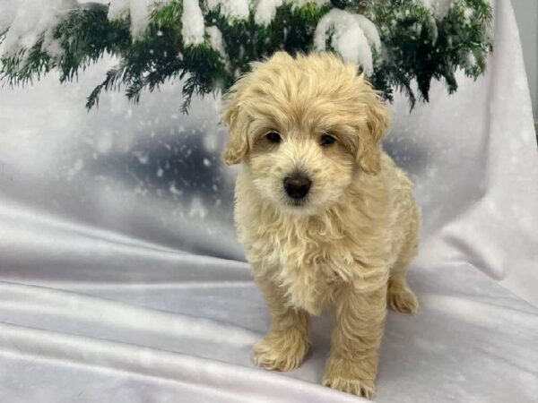 Mini Goldendoodle 2nd Gen.-DOG-Male-Apricot-11335-Petland Robinson, Pittsburgh, PA