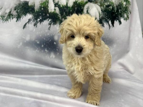 Mini Goldendoodle 2nd Gen.-DOG-Male-Apricot-11335-Petland Robinson, PA