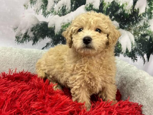 Mini Goldendoodle 2nd Gen.-DOG-Female-Apricot-11336-Petland Robinson, PA