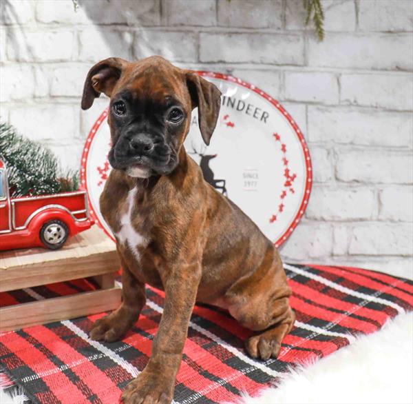 Boxer-DOG-Female-Brindle-11350-Petland Robinson, Pittsburgh, PA