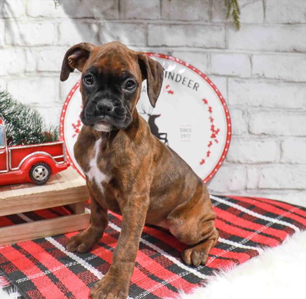 Boxer-DOG-Female-Brindle-11350-Petland Robinson, PA