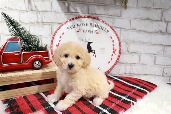 Maltipoo-DOG-Female-Cream-11352-Petland Robinson, Pittsburgh, PA