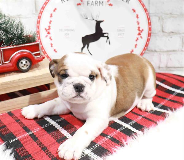 English Bulldog-DOG-Male-Bronze-11353-Petland Robinson, Pittsburgh, PA