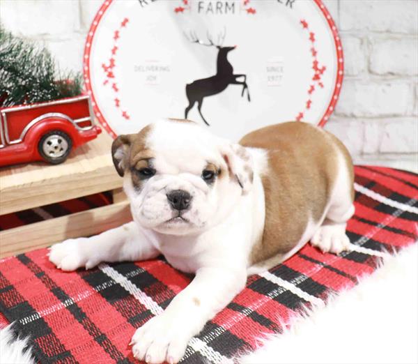 English Bulldog-DOG-Male-Bronze-11353-Petland Robinson, PA