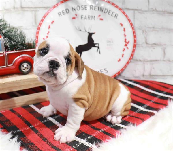 English Bulldog-DOG-Female-Red / White-11354-Petland Robinson, Pittsburgh, PA
