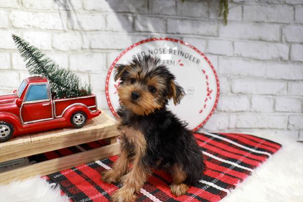 Yorkie-DOG-Male-Black / Tan-11355-Petland Robinson, PA