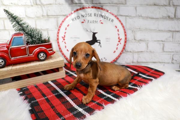 Dachshund-DOG-Male-Wild Boar-11357-Petland Robinson, PA