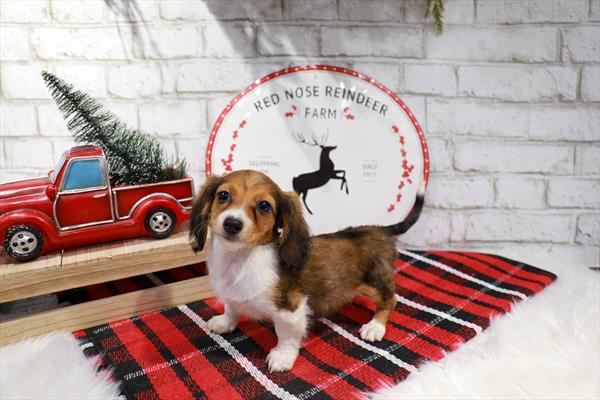 Dachshund-DOG-Female-Wild Boar-11358-Petland Robinson, PA