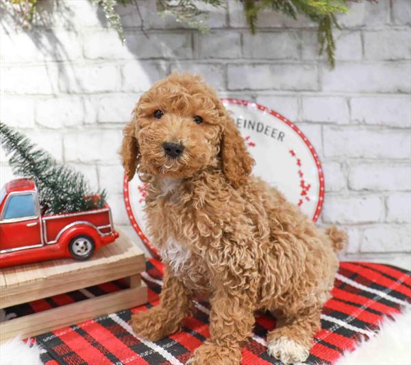 Goldendoodle-DOG-Male-Red-11359-Petland Robinson, PA