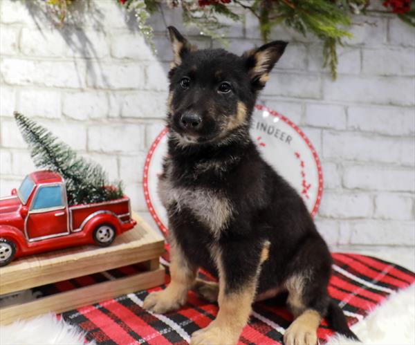 German Shepherd-DOG-Male-Black / Tan-11360-Petland Robinson, PA